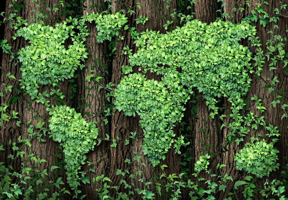 חשבונית ירוקה חשבונית ירוקה
